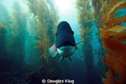 Thunk.  A large California Sheephead investigates my dome... by Douglas Klug 